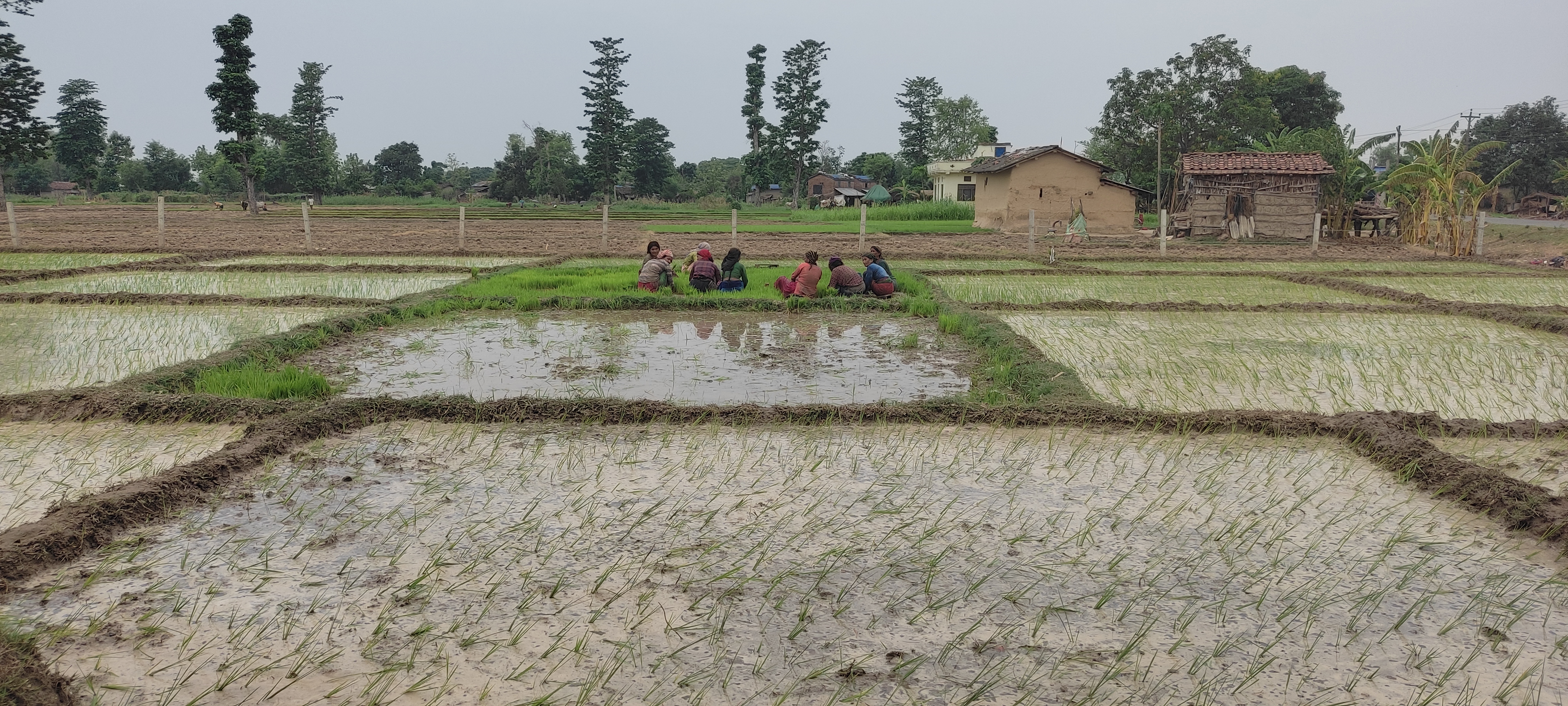 कैलालीमा हालसम्म ३० प्रतिशत रोपाइँ   